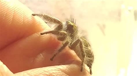 Phidippus Bidentatus YouTube