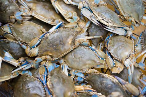 Real Food Encyclopedia - Blue Crab - FoodPrint