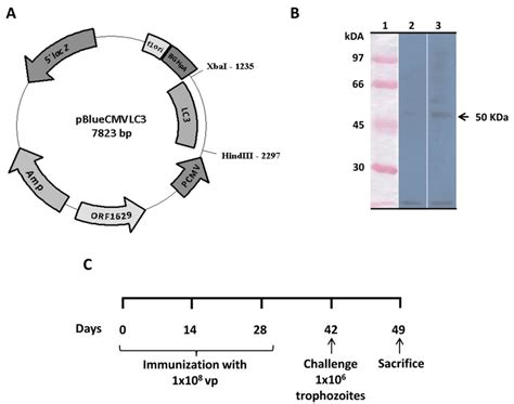 Functional Characterization Of The Recombinant Acnpv Lc3 Baculovirus Download Scientific