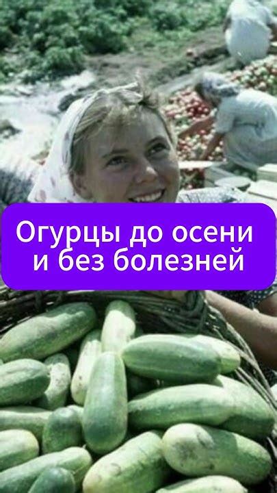 Здоровые огурцы до самой осени! #дача #огород #сад #огурцы - YouTube