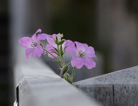 布卢姆 花朵 自然 Pixabay上的免费照片