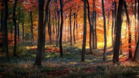 Sunlight Trees Landscape Colorful Forest Fall Nature Grass