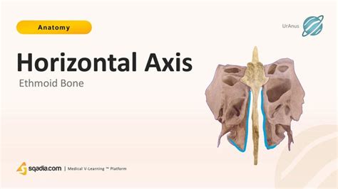 Cribriform Plate Ethmoid Bone Anatomy Perpendicular Plate