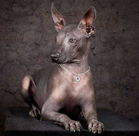 Xoloitzcuintle Conoce La Leyenda Del Perro Mejicano Xoloitzcuintli