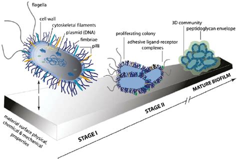 Illustration Of The Two Stages Of Bacterial Adhesion Reprinted With Download Scientific