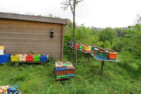 Rucher de fécondation FRED L APICULTEUR Exometeofraiture