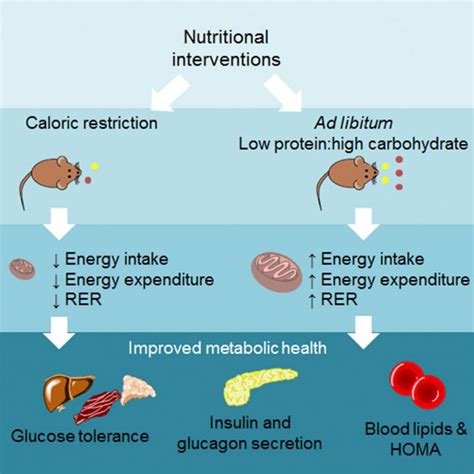 Benefits Of Calorie Restriction On Par With B EurekAlert