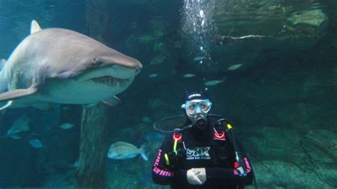 Shark Diving - Sydney Aquarium Darling Harbour - Weekday - Adrenaline