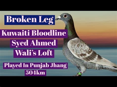 Bird No Broken Leg Kuwaiti Bloodline Of Syed Ahmed Wali Sloft