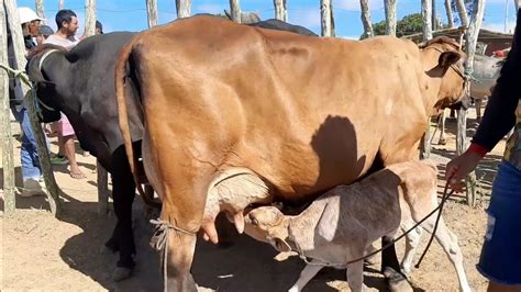 Feira Do Gado Vaca Leiteira Na Cidade De S O Benedito Cear Dia