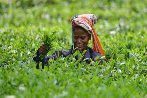 Assam Tea Worth Over Rs 3300 Crore Sold At Guwahati Tea Auction Centre In Fy 2022 23