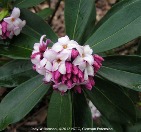 Four Fragrant, Winter-blooming Woodland Shrubs | Home & Garden ...