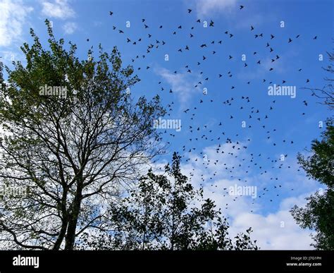 flock of birds Stock Photo - Alamy