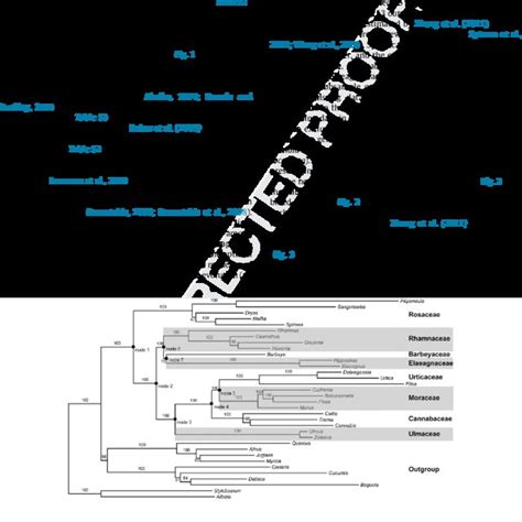 Maximum Likelihood Estimate Of Phylogeny For Rosales From Analysis Of A