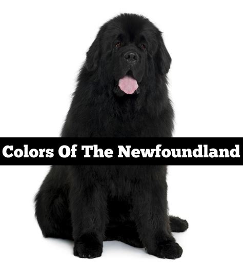 A Look At Newfoundland Dog Colors - My Brown Newfies