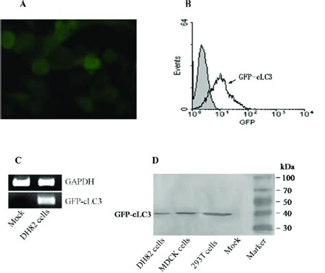 Identification Of Genome Integration And Expression Of GFP CLC3 Fusion