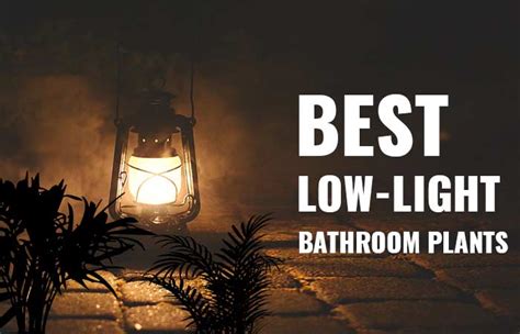 Best Bathroom Plants for Low/No Light, Without Sunlight & Windows ...