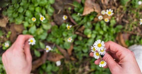 Common British Garden Weeds Fasci Garden