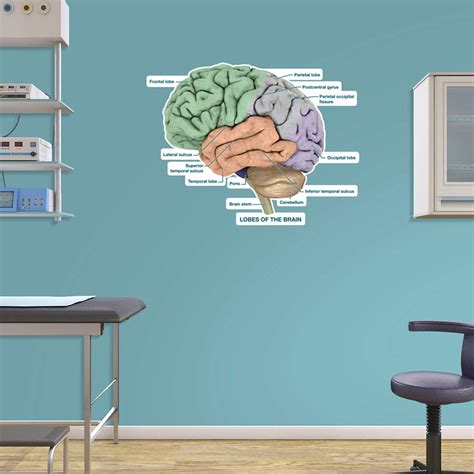 Brain Lobes – Labeled Decal | Shop Fathead Anatomical Images Graphics