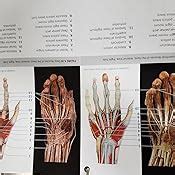 A Photographic Atlas For Anatomy Physiology Medicine