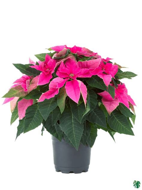 Buy Poinsettia Pink | Peppyflora®