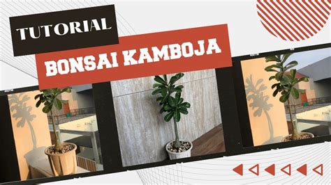 Cara Membuat Kreasi Bonsai Tanaman Kamboja Dirumah Dengan Mudah Hanya