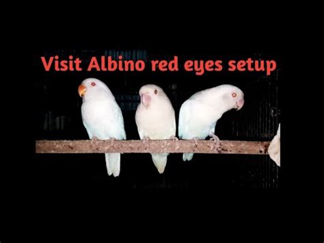 Love Birds Albino Red Eyes Price Love Bird Albino Price Love Birds