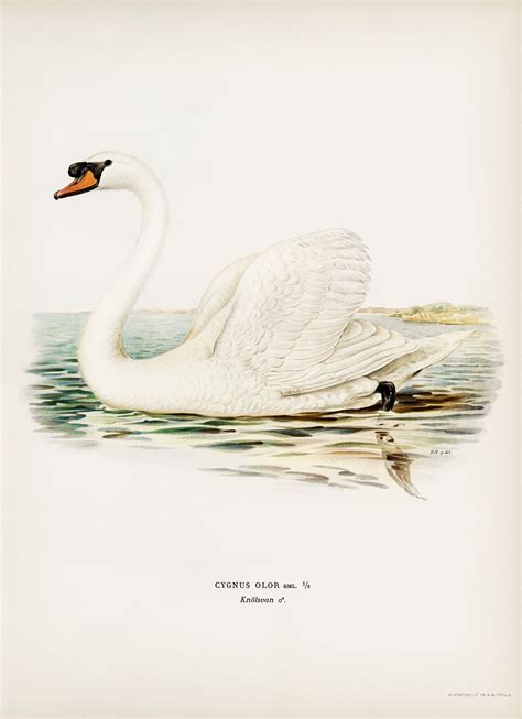 Mute Swan Male Cygnus Olor Illustrated By The Von Wright Brothers D