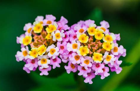 Lantana Best Indoor Care Guide Indoor Gardening