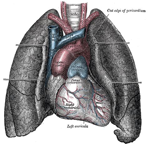 Pulmonary artery - wikidoc