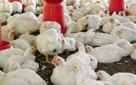 Bird Flu Culling Of Birds Begins In Two Districts Of Kerala