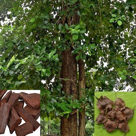 Forest Farming Red Sandalwood Tree Seed Pterocarpus | Etsy