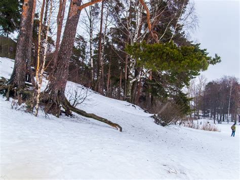 Bildet Bilder Sn Anlegg Himmel Tre Skr Ningen Kvist