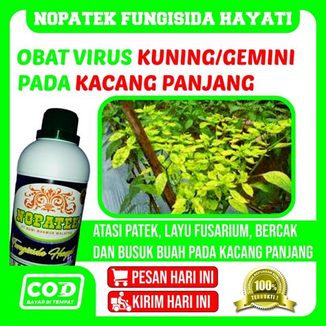 Jual PALING MUJARAB NOPATEK Fungisida Hayati Obat Hama Daun Layu