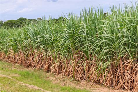 Cellulosic Ethanol From Sugarcane In Brazil The Global Plant Council