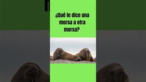 Chiste Qu Le Dice Una Morsa A Otra Morsa Youtube