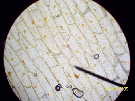 Qual é O Nome Dado Ao Alimento Fabricado Pelo Vegetal