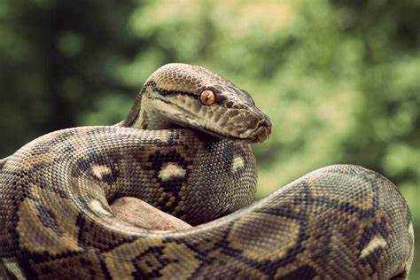 Significados Dos Sonhos O Que Significa Sonhar Cobras