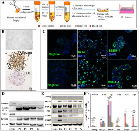 Isolation And Identification Of Endometrial Epithelial Cells A The