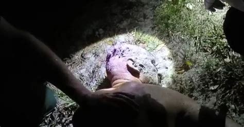 Naked Burglar Covered In Blood And Smelling Of Toothpaste Caught In Stranger S Pool Daily Star