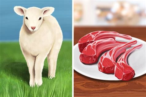 The Difference Between Lamb And Mutton Lamb Types Of Meat 5 Minute