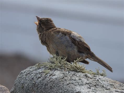 House Sparrow Sandy Sutherland Flickr