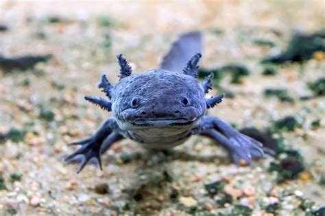 Axolotl Tout Savoir Sur Cet Amphibien Aux Facult S Extraordinaires