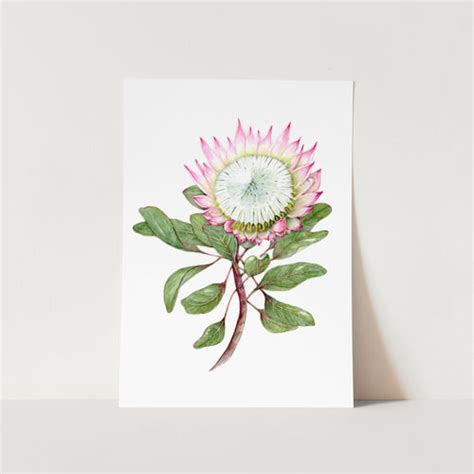 King Protea Full Bloom Art Print