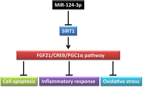 MiR 124 3p Targeted SIRT1 To Regulate Cell Apoptosis Inflammatory