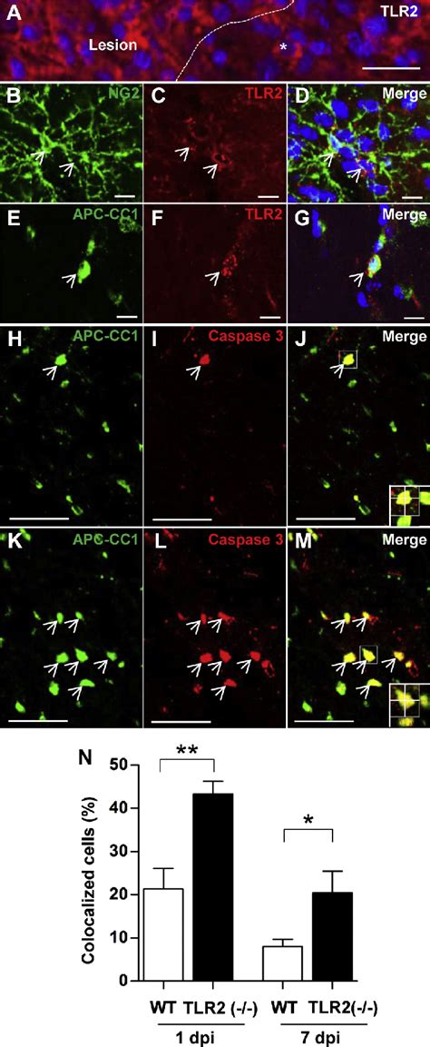 Tlr Expression In Oligodendrocyte Ol Lineage Cells And Enhanced Ol