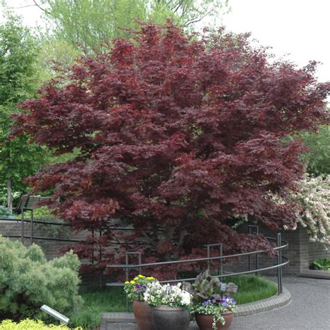 Bloodgood Japanese Maple Platt Hill Nursery