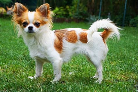 Long Haired Chihuahua: A Loyal and Playful Fur Buddy