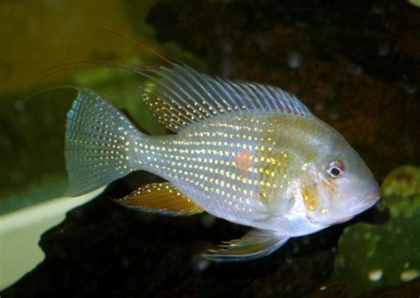 Threadfin Acara Care Acarichthys Heckelii Aquarium Api