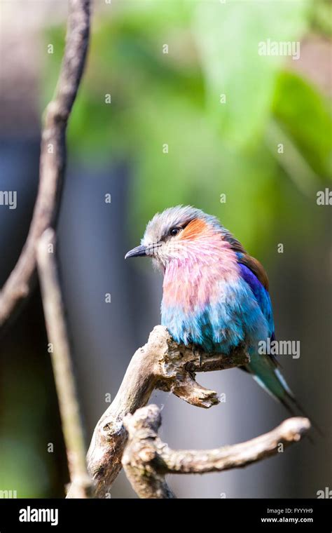 Lilac Breasted Roller Coracias Caudatus A Colorful African Bird